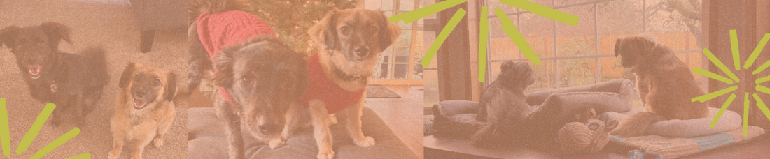 Photo Collage of dogs Boots and Ollie