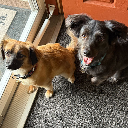 Boots and Ollie waiting for a walk