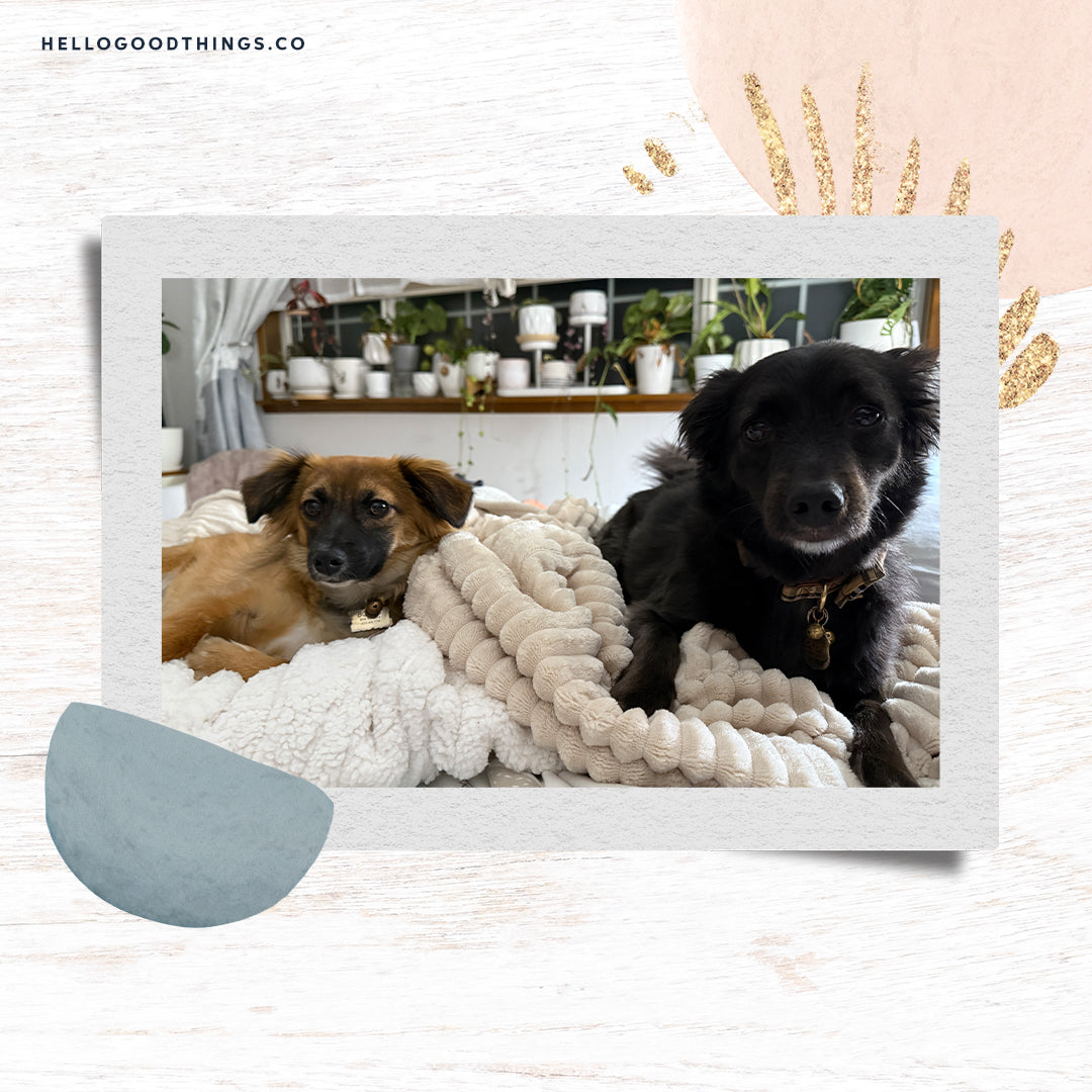 Boots and Oliver, the cutest puppies in the world