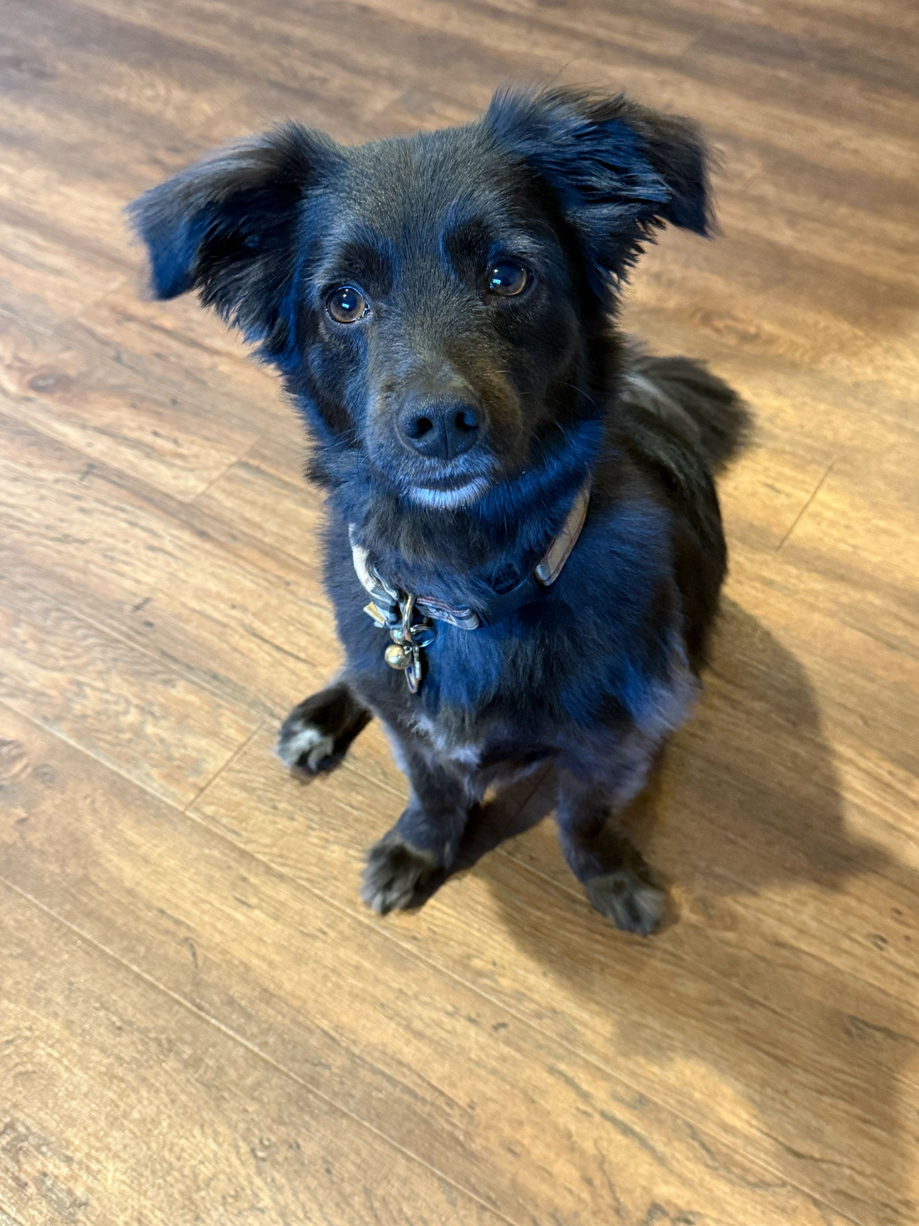 Ollie the Good Dog