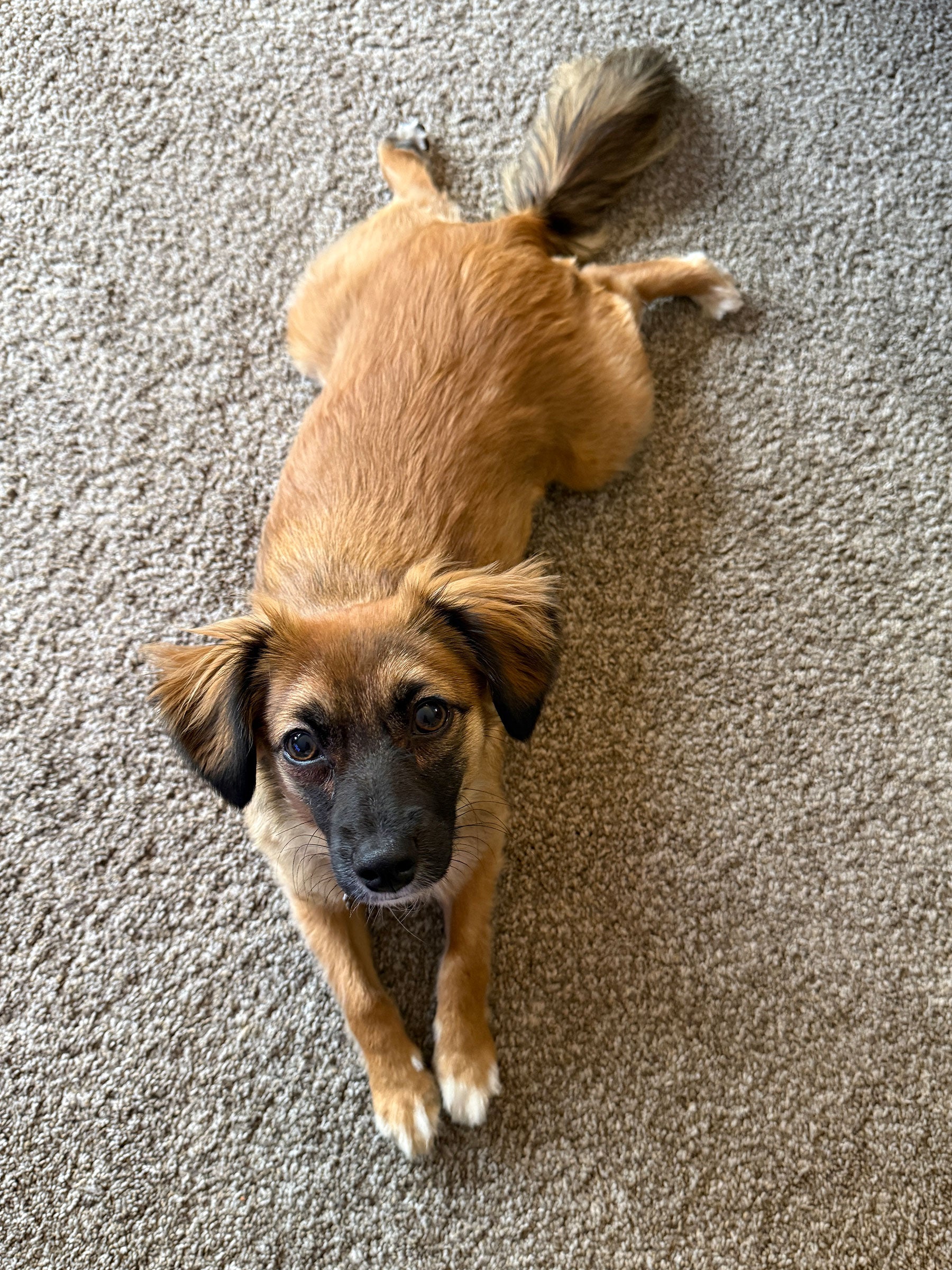 Boots the Good Dog