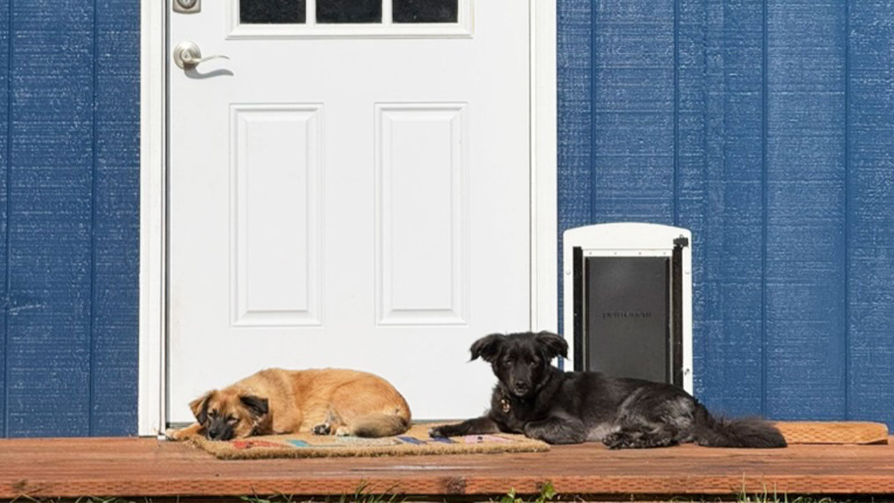 Boots & Ollie laying on the front stoop